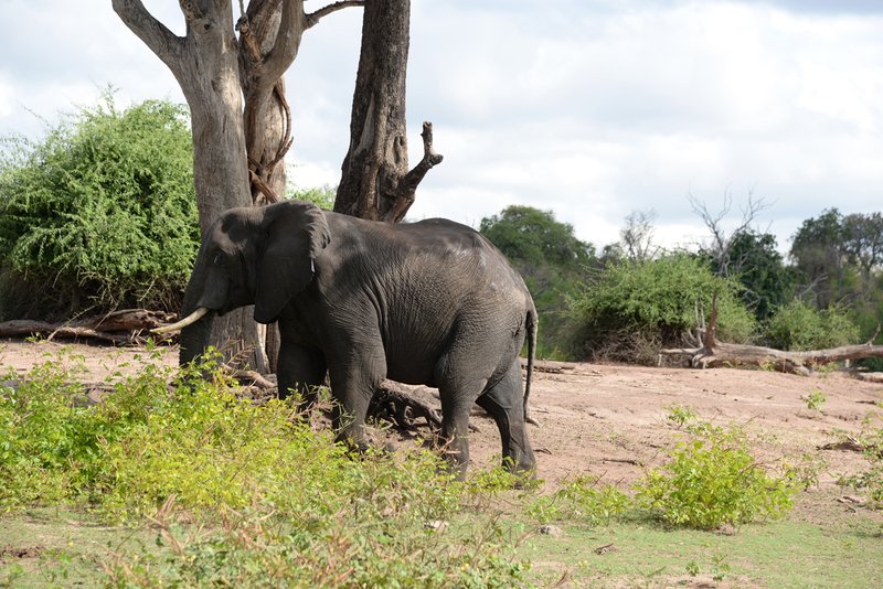 📸 PhotoFeed Contest - Wildlife Photography #117 : Walk along the river