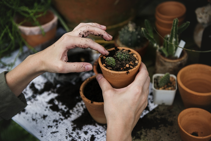 Giving plants as return gifts in functions