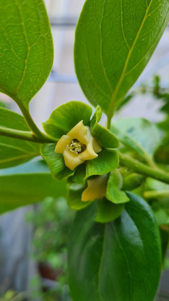 Percimon's flowerw - 05082025