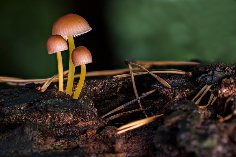 Genus Mycena