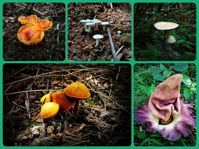 Fungi Friday | Unique and Interesting.