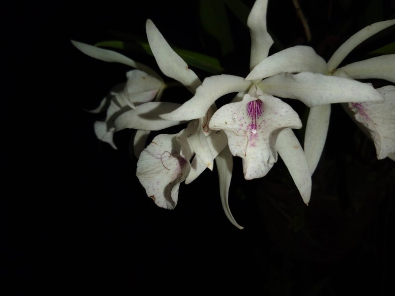 photographing the beauty of orchids at night