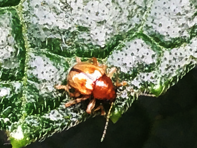 ชีวิตเล็กๆที่เรียกว่าแมลง = Insect & Spider Lovers = 1,143 = {Pagria consimilis}