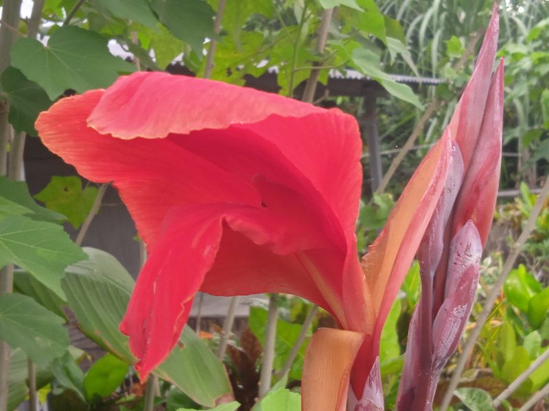 Hibiscus rosa-sinensis