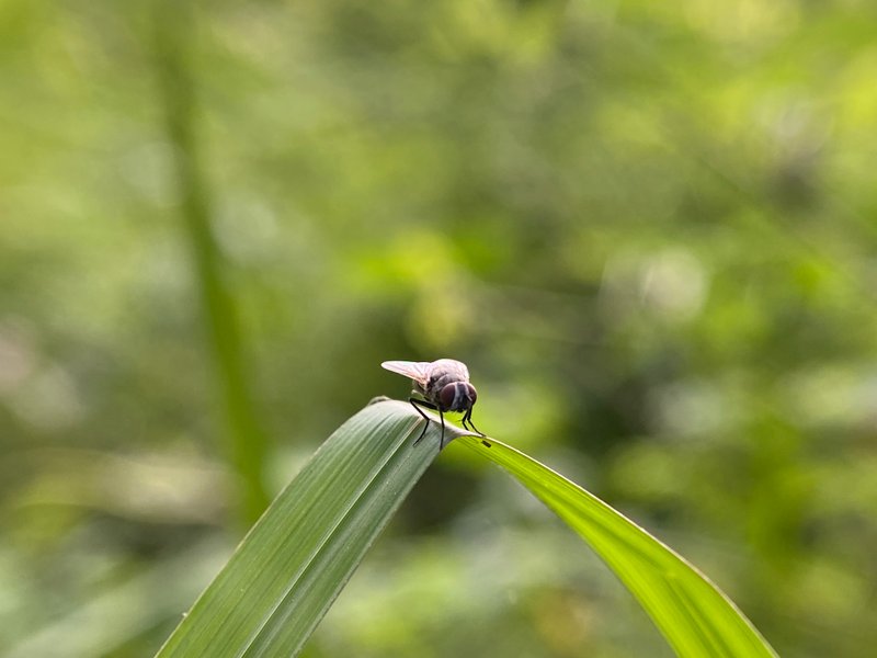 Famili Muscidae