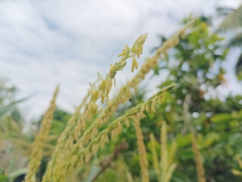 Zea mays / photo of corn flower against the background of the sky cloud