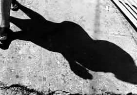The Anatomy of my Shadow.La Anatomía de mi Sombra.[Eng-Esp]