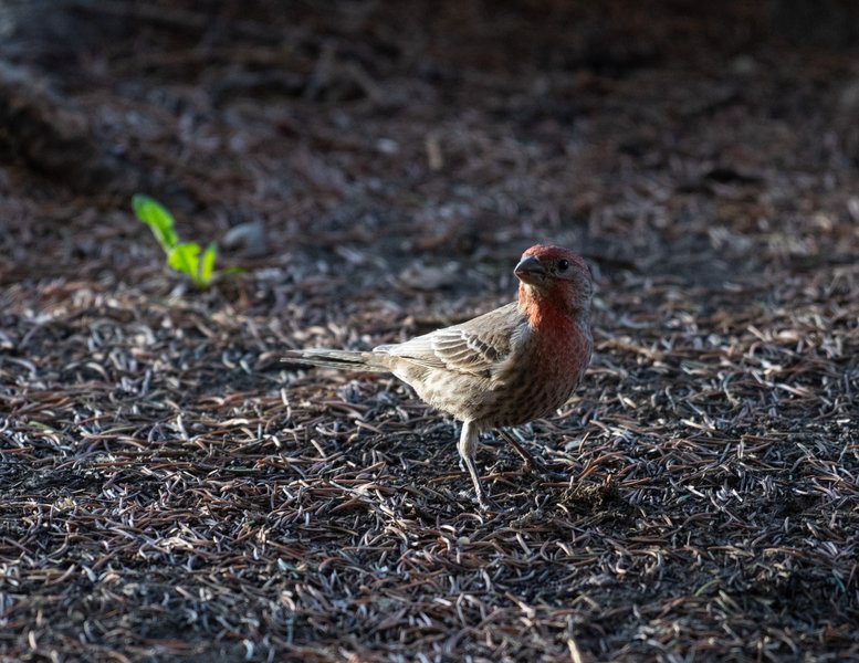 House Finch