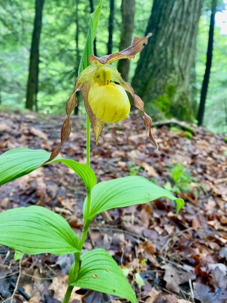 Yellow Lady Slipper Orchids