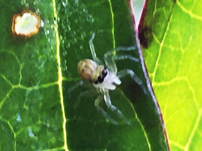 ชีวิตเล็กๆที่เรียกว่าแมลง = Insect & Spider Lovers = 1,144 = {Colonus hesperus}