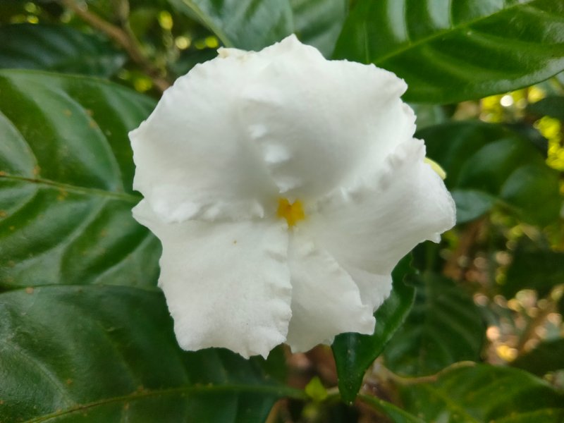 the view of white flowers is so beautiful when they bloom