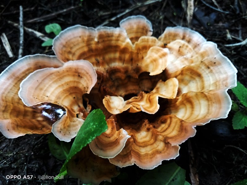 Fungi Friday | They appear everywhere.