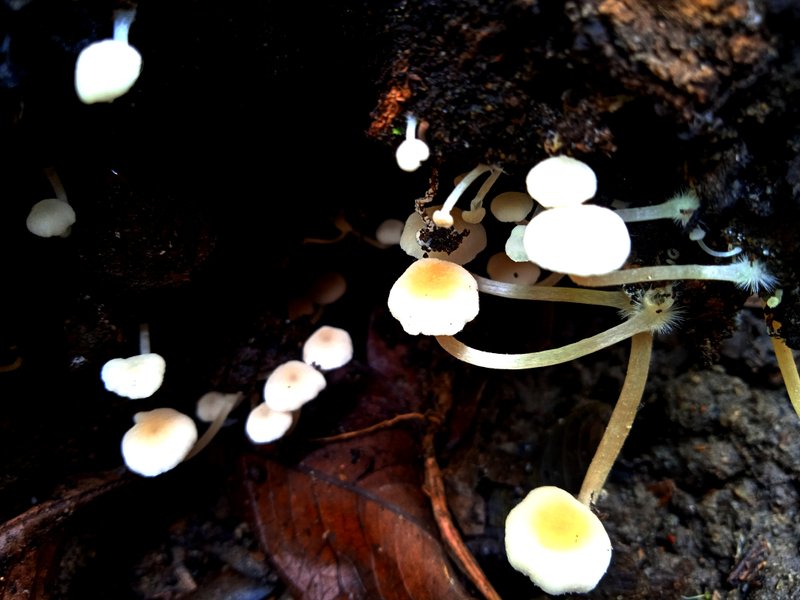 Phloeomana speirea