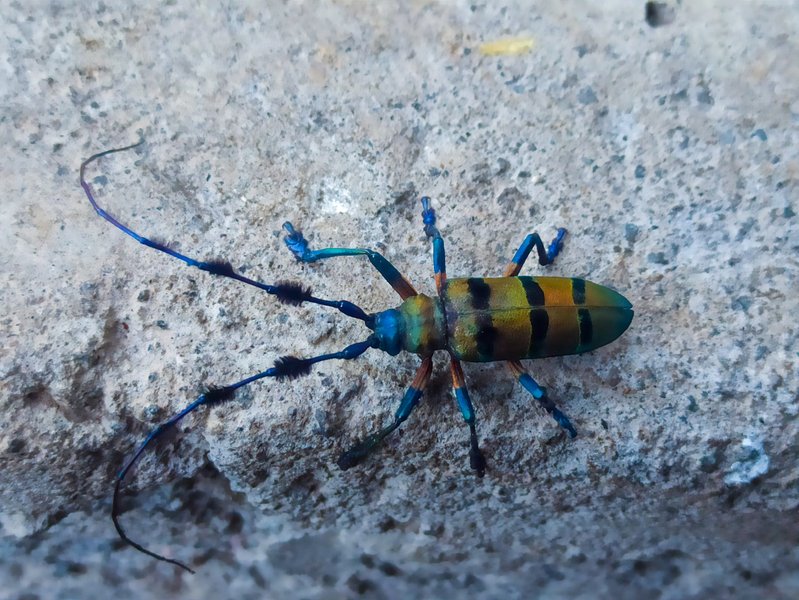 Thysia wallichii