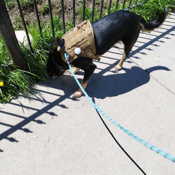 I Am Alive And I Have A Companion To Run Errands With :)
