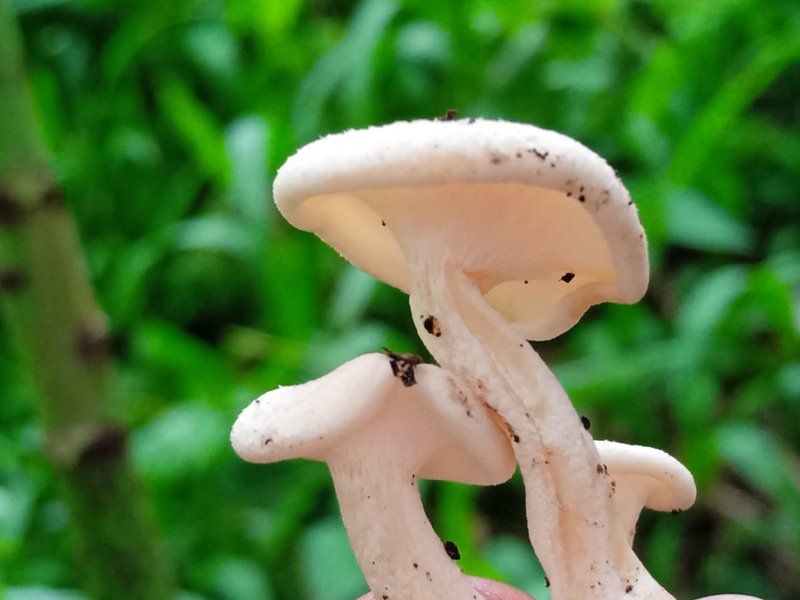 Lentinus squarrosulus