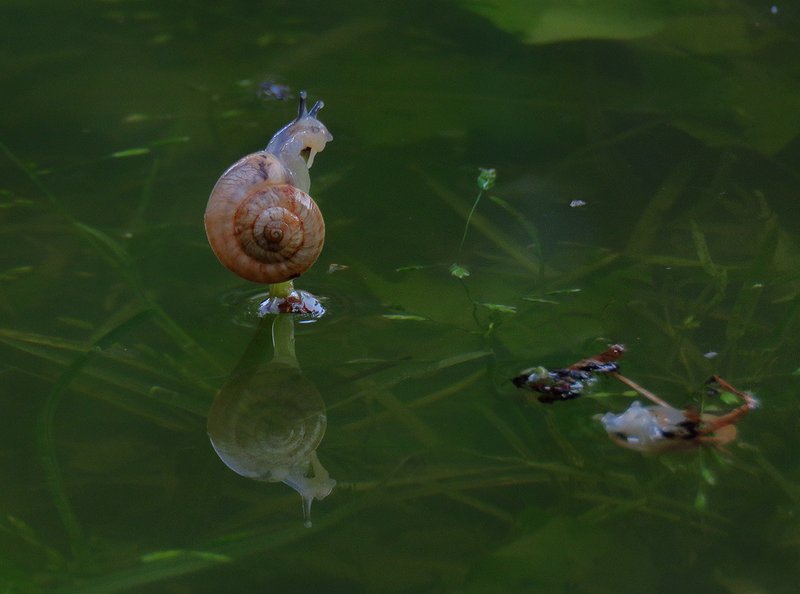 REFLECTIONS FROM MY FLOODED YARD - for the Reflection Hunters Contest ~ Round 218