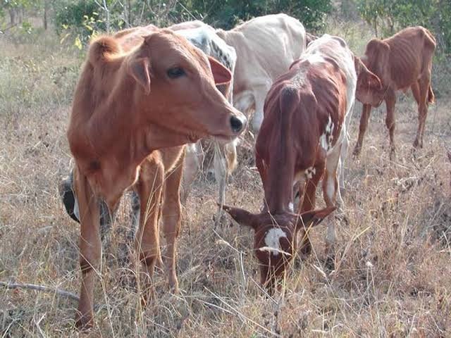 CBPP- A Cattle Infection Type 