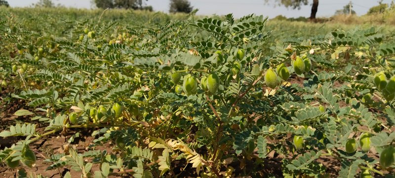 Chickpea cultivation: Important pulse 🌾🌱🌾crop in rabbi season