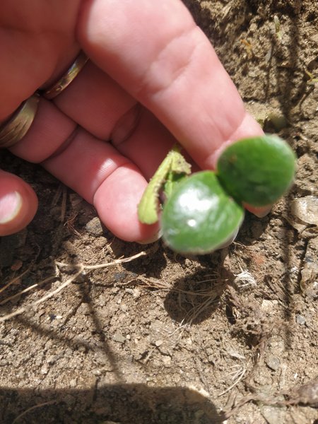 This is how the plants are developing for the Pumpkin🎃 Challenge 2025//Asi van desarrollándose las plantas para el desafío de la Calabaza🎃 2025