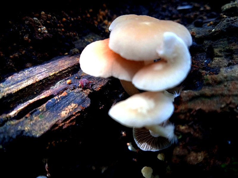 Genus Filoboletus