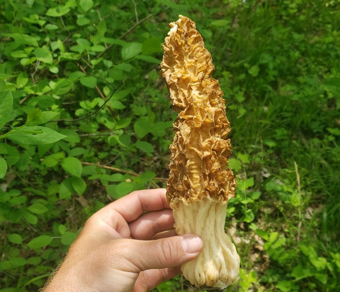 Lighting Strikes Twice 🍄⚡🍄