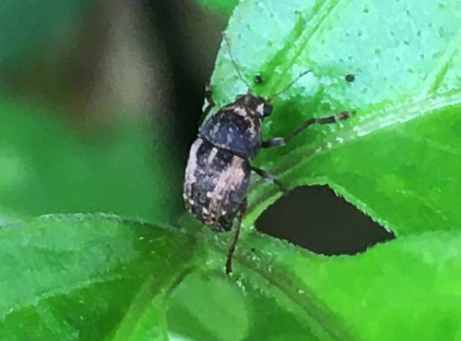 ชีวิตเล็กๆที่เรียกว่าแมลง = Insect & Spider Lovers = 1,145 = {Fungus Weevil (Piesocorynus lateralis)}