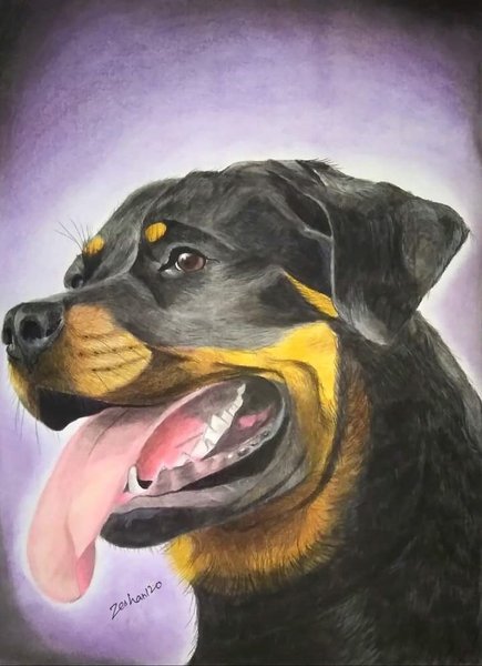 Drawing of Rottweiler Dog