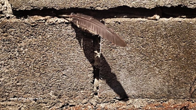 SMASh 327: Our Neighbors Hen's Feather On Our Backyard Fence