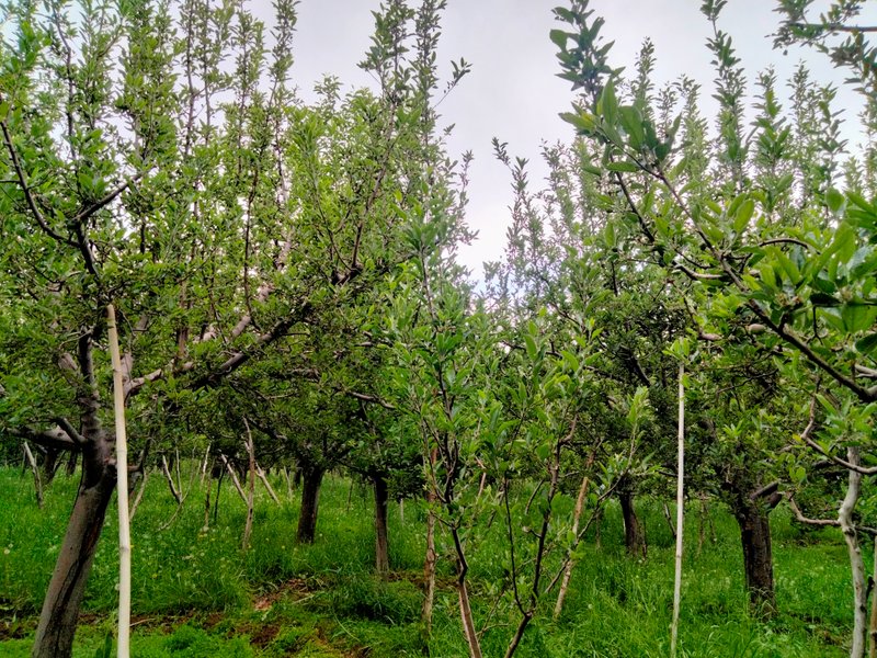 This fruit set has highly impacts | A very Long run starting from early stage .