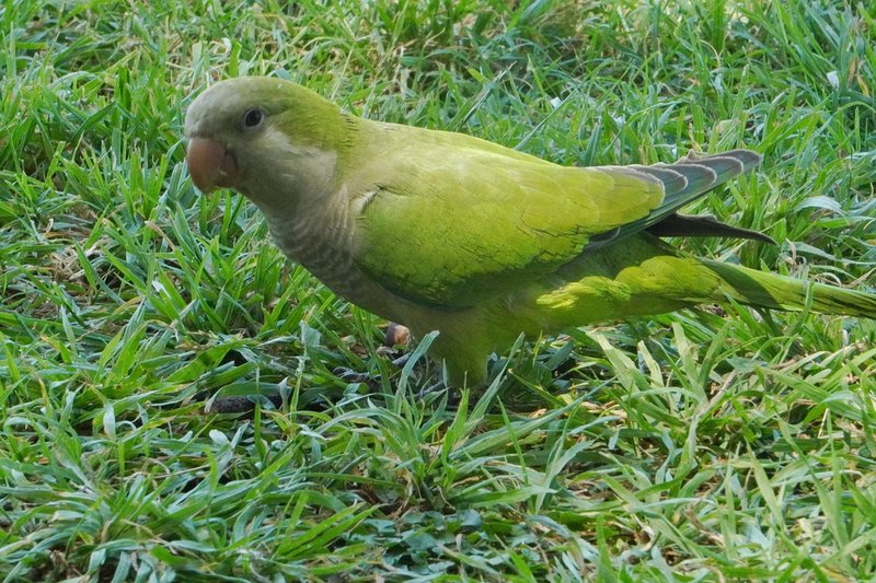 Genus Myiopsitta