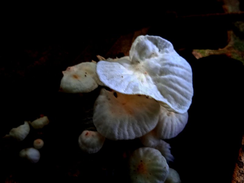 Campanellaceaea