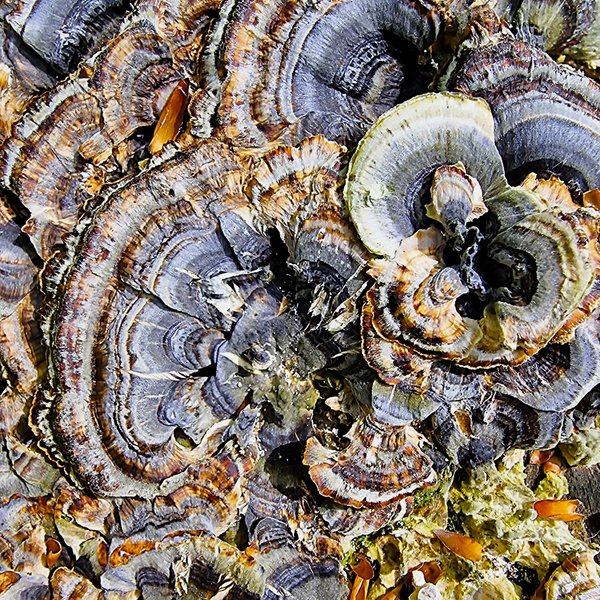 the wonderful turkey tail Trametes versicolor