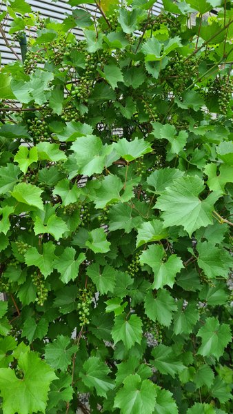 Garden - 06012025