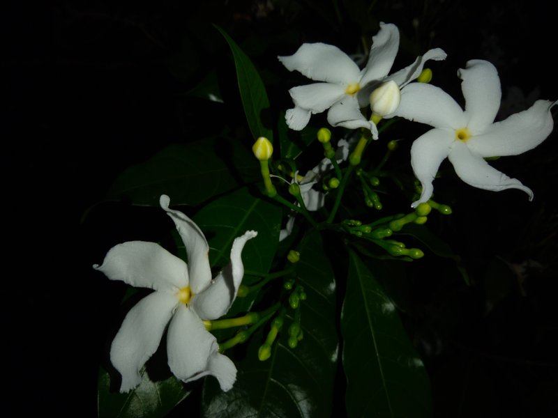 Plants that flower quite heavily