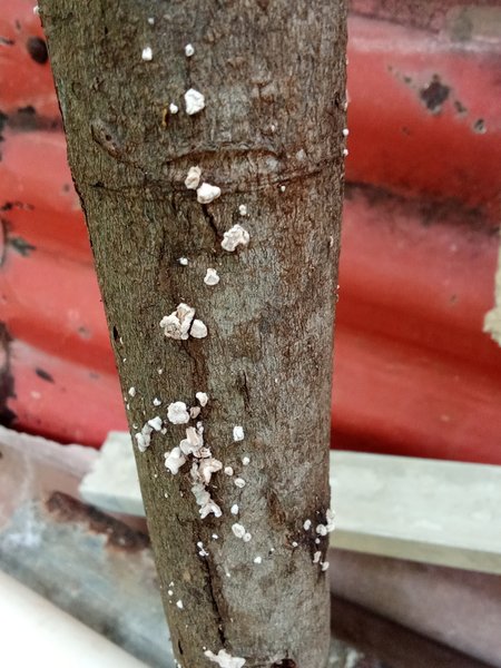 A good amount of Mushrooms that I saw on a stick that supports an already damaged pipe//Una buena cantidad de Honguitos qué ví en un palo qué sostiene una tubería ya dañada