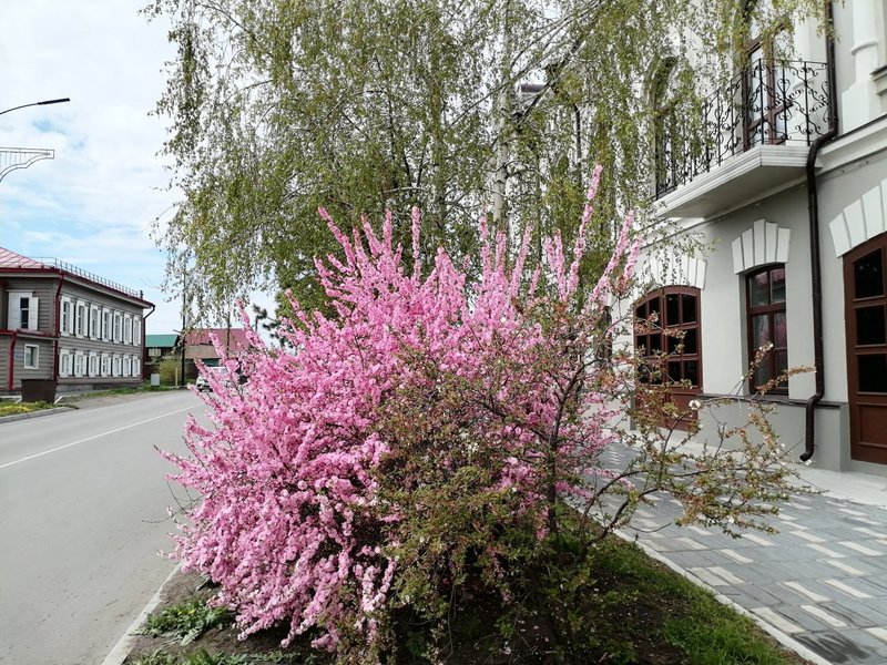 Cherry Blossoms Near the Theatre | Phone Photography Contest - #61