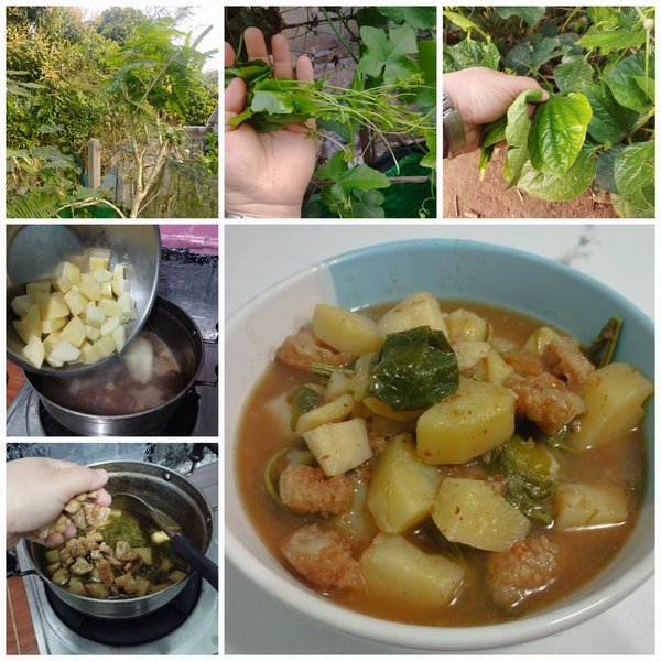 Potato curry with pork rinds using some of chemical free vegetables in the home garden.