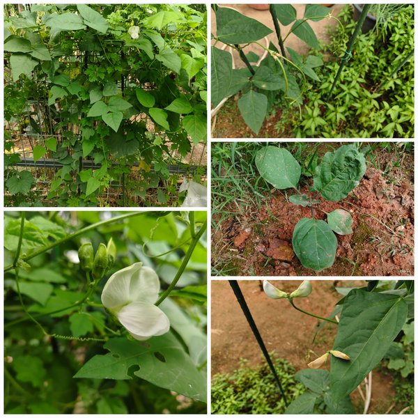 Yardlong beans, winged beans and eggplants in my home garden.