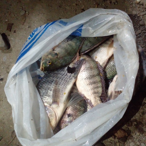 Mujair (Oreochromis mossambicus)