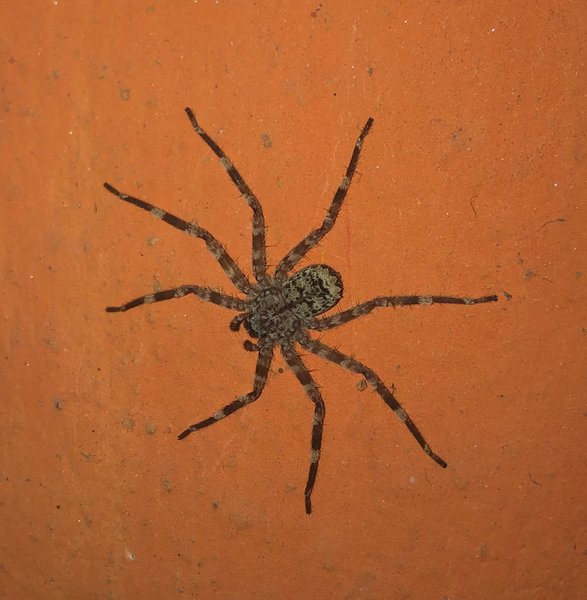 Spider: The Enemy of my Home