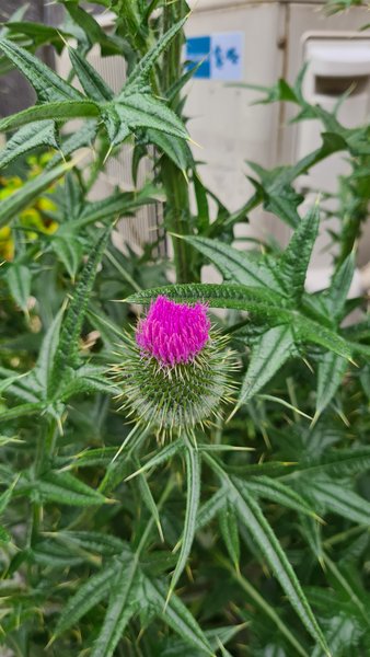  Gardening -05292025