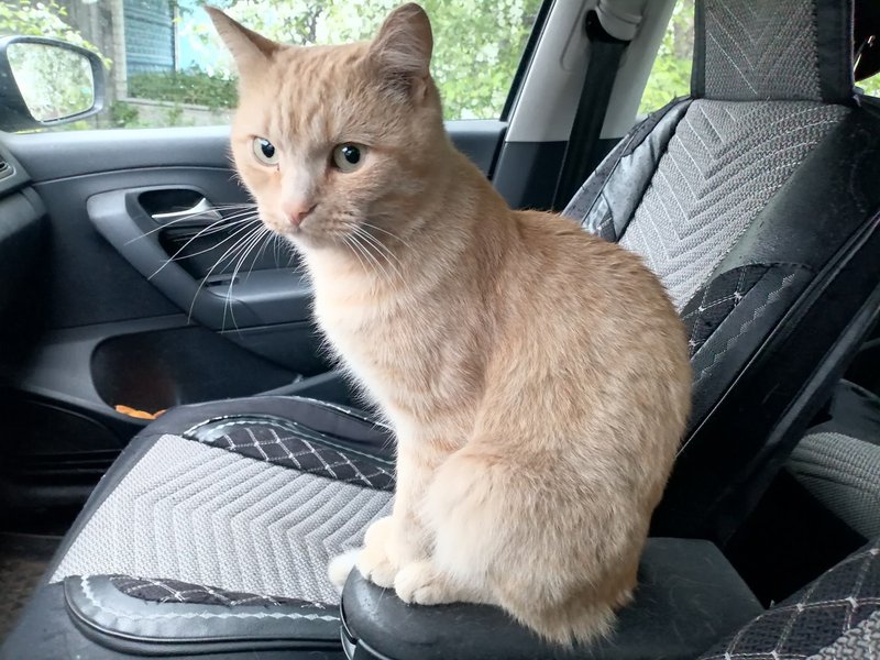 Tomik the cat is a navigator