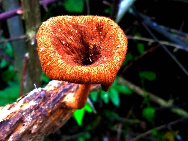 Microporus xanthopus