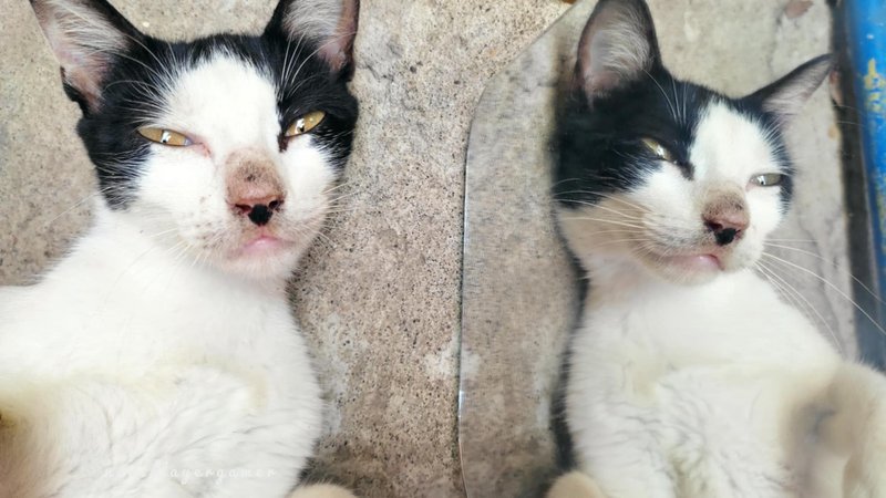 Reflection Hunters 173: My Stray Cat Luna Playing With The Mirror