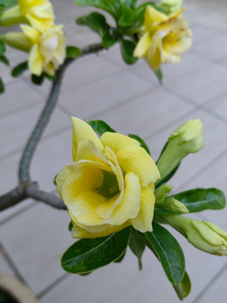 After several days of heavy rain, the flowers are starting to bloom and give us beautiful views.