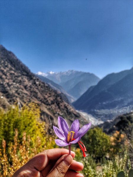 Saffron dreams in mountain scenes 🌸💖🗻