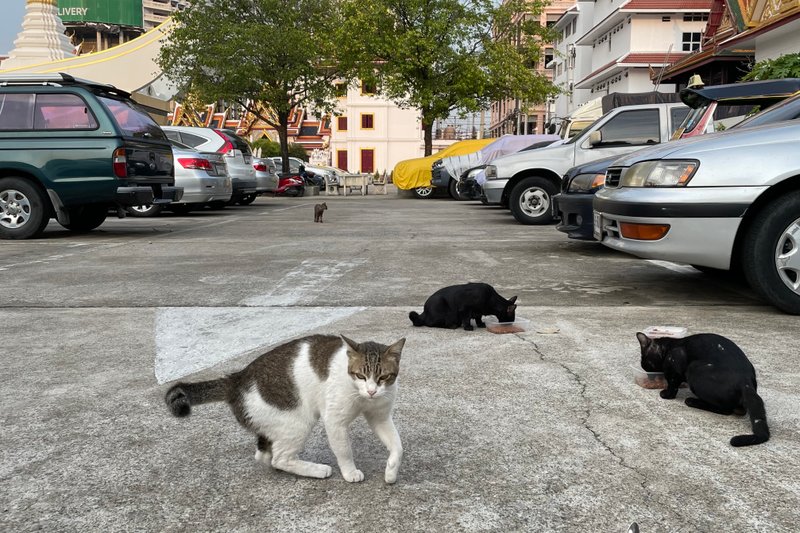 Happy Caturday: several new kittens at the temple.