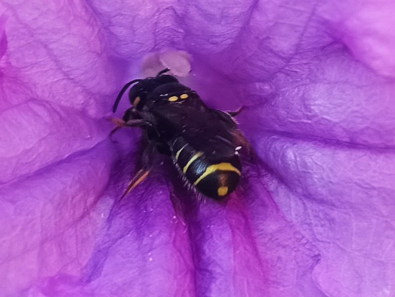 Ceratina nigrolateralis