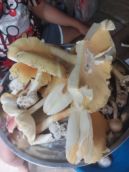 When I went to pick mushrooms in the forest.